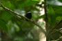 Amazonas06 - 467 * White-crowned Manakin.